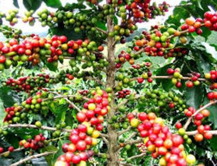 La Côte d'Ivoire signe l'accord international de 2022 sur le café