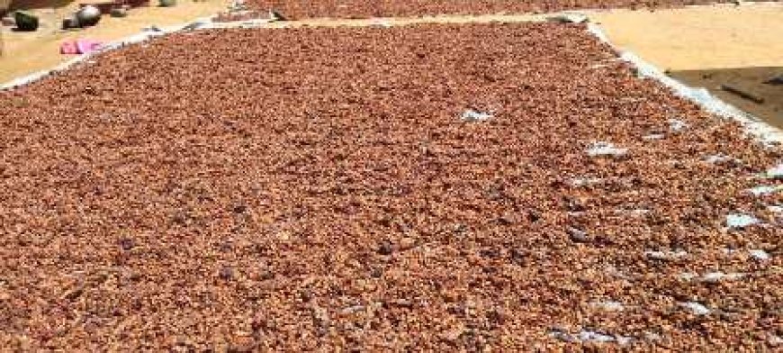 Grand Ouragahio : Malgré le prix du cacao à 2 800 FCFA, les planteurs peinent toujours à être payés