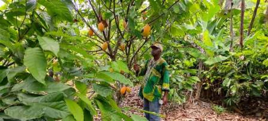Ouragahio : Le cri du cœur d’un producteur de cacao face à l’indifférence des autorités