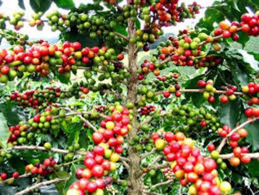 La Côte d'Ivoire signe l'accord international de 2022 sur le café