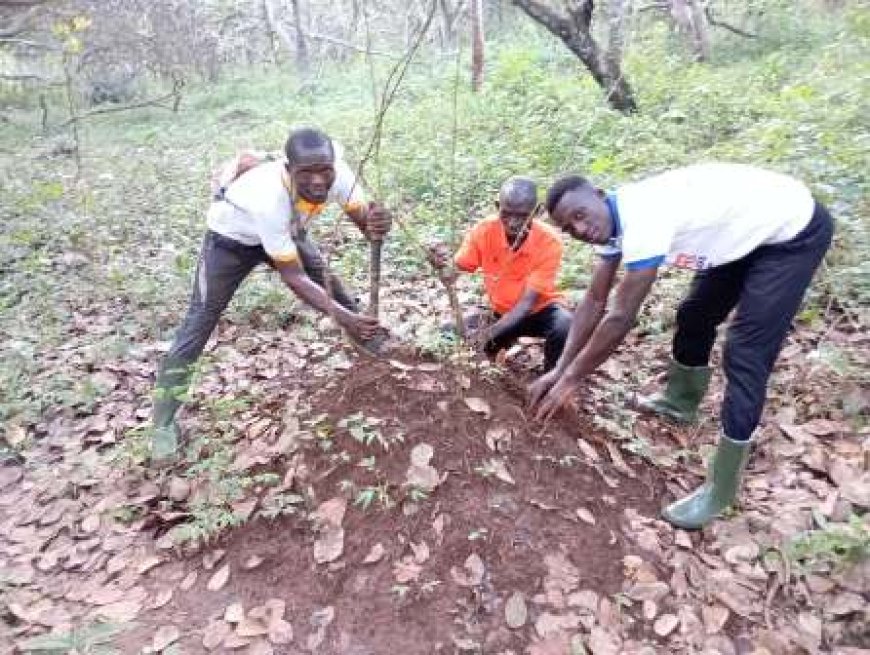 Bondoukou / Secret d’une double récolte d’or : comment la culture intercalaire anacarde–igname transforme les ‘’champs de rente’’ en modèle de sécurité alimentaire et de prospérité