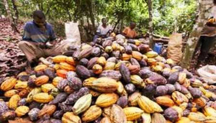 Filière café-cacao : Tensions autour des paiements dans le Loh-Djiboua et le Gôh
