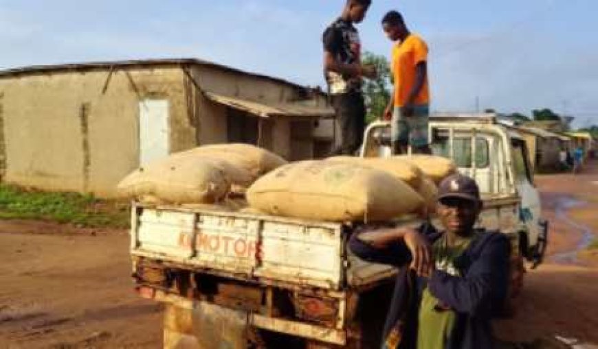 Filière café-cacao : Tensions autour des paiements dans le Loh-Djiboua et le Gôh