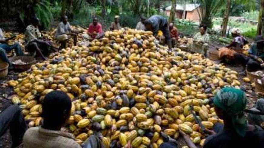 Filière café-cacao : Tensions autour des paiements dans le Loh-Djiboua et le Gôh