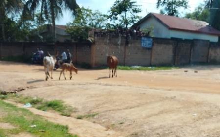 Région de la Nawa / Divagation des animaux dans les villes : Une vache folle crée la panique à Méagui