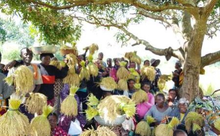 Copa : La coopérative AWALE célèbre sa première récolte de riz 100 % local de 2025