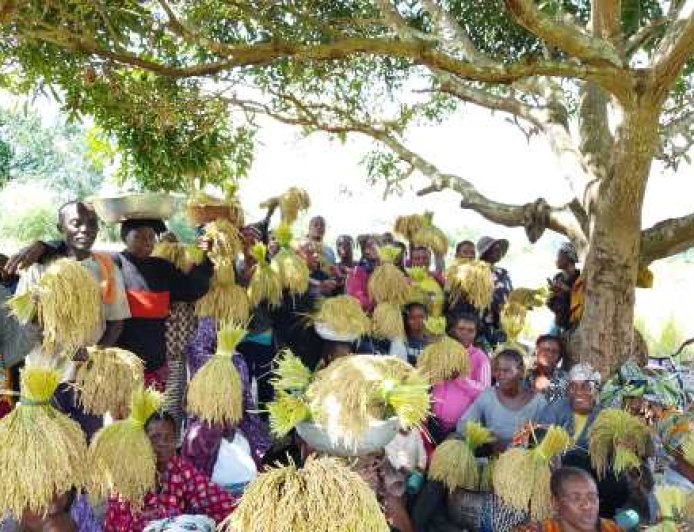 Copa : La coopérative AWALE célèbre sa première récolte de riz 100 % local de 2025