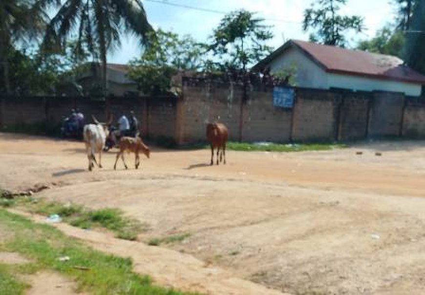 Région de la Nawa / Divagation des animaux dans les villes : Une vache folle crée la panique à Méagui