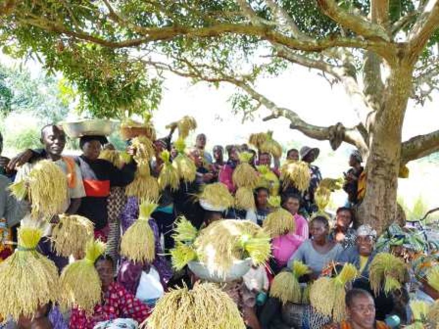 Copa : La coopérative AWALE célèbre sa première récolte de riz 100 % local de 2025