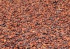 Cacao : L’or brun ivoirien peine à trouver preneur