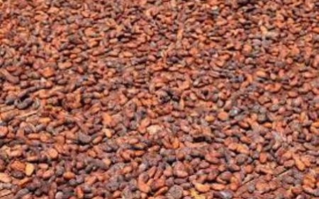 Cacao : L’or brun ivoirien peine à trouver preneur