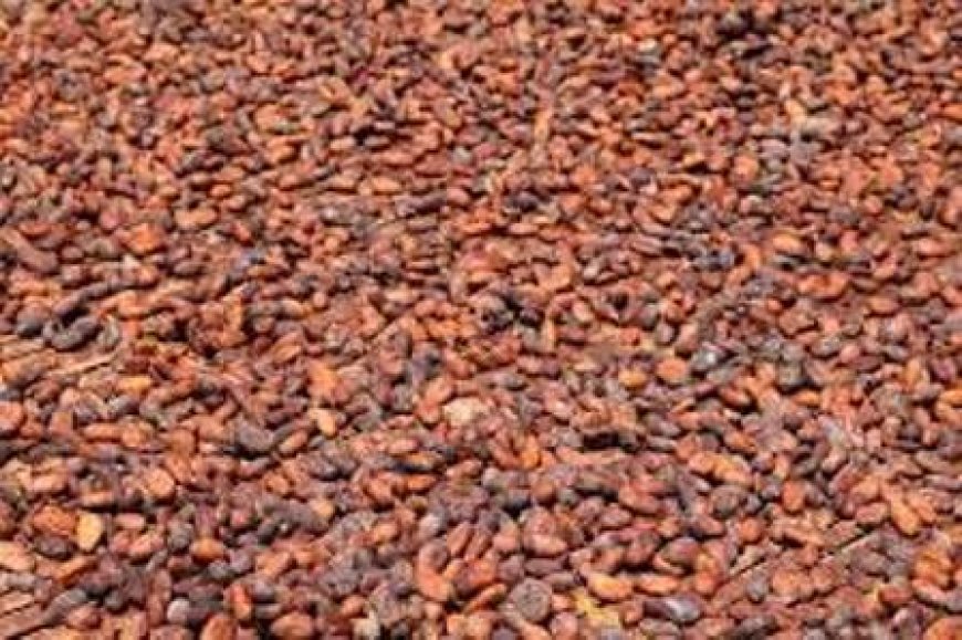 Cacao : L’or brun ivoirien peine à trouver preneur