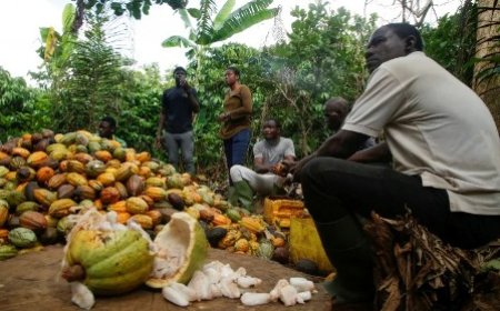Crise du cacao : La baisse de 30 % du prix au Ghana met la Côte d’Ivoire sous pression