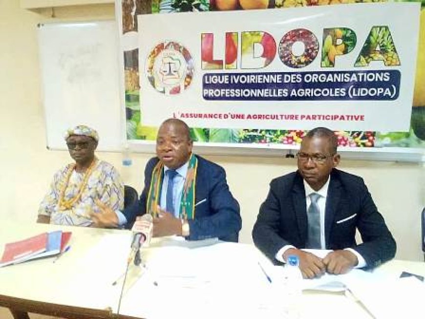 Cacao en crise : La LIDOPA tire la sonnette d’alarme face aux inquiétudes des producteurs ivoiriens