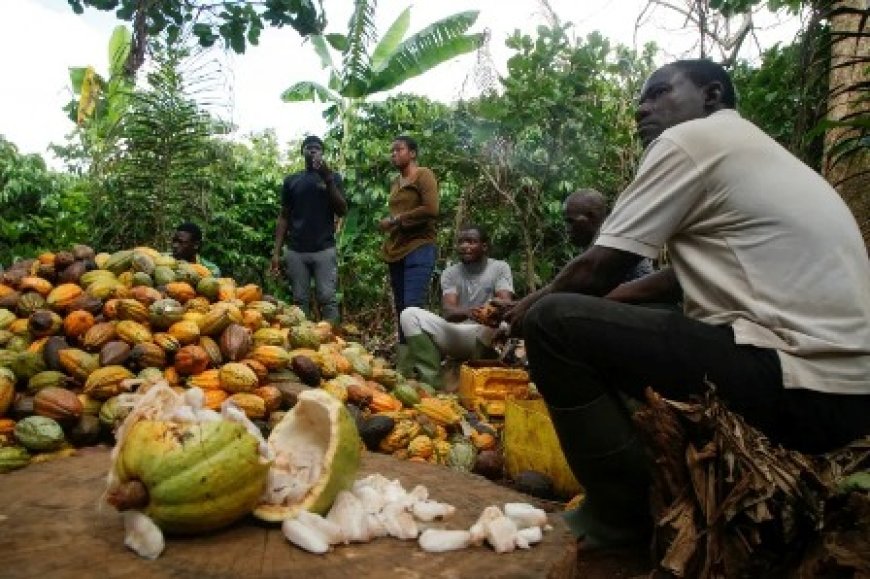 Crise du cacao : La baisse de 30 % du prix au Ghana met la Côte d’Ivoire sous pression