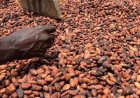 Campagne intermédiaire du cacao : L’État ivoirien consolide le prix à 1 200 FCFA/kg