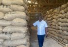Le Cacao en souffrance dans l’Agnéby-Tiassa : Les producteurs lancent un appel pressant au Président Alassane Ouattara