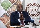 Cacao/Face à l’effondrement des prix : 95 % des producteurs mondiaux en conclave d’urgence à Abidjan