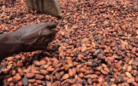 Campagne intermédiaire du cacao : L’État ivoirien consolide le prix à 1 200 FCFA/kg