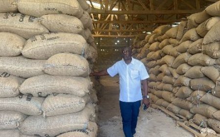 Le Cacao en souffrance dans l’Agnéby-Tiassa : Les producteurs lancent un appel pressant au Président Alassane Ouattara