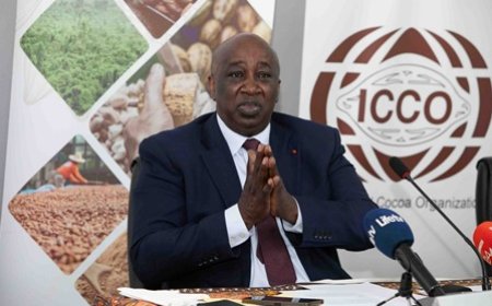 Cacao/Face à l’effondrement des prix : 95 % des producteurs mondiaux en conclave d’urgence à Abidjan