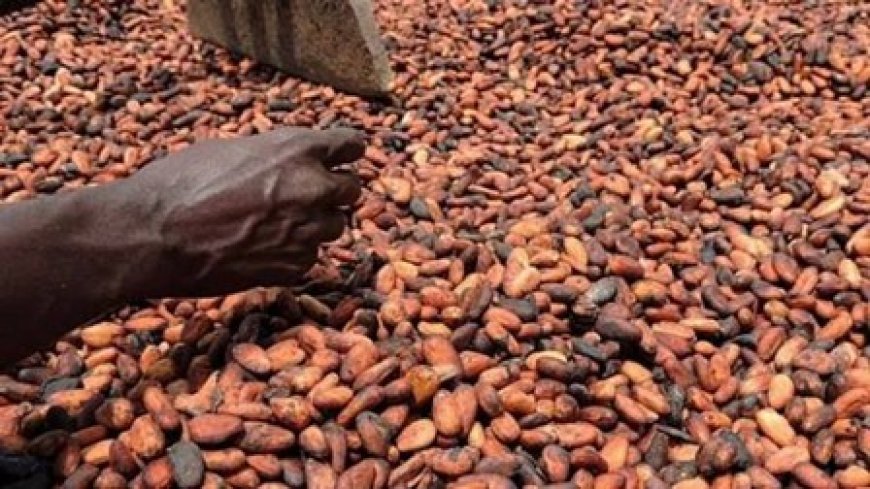 Campagne intermédiaire du cacao : L’État ivoirien consolide le prix à 1 200 FCFA/kg