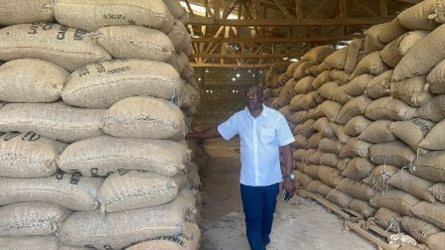 Le Cacao en souffrance dans l’Agnéby-Tiassa : Les producteurs lancent un appel pressant au Président Alassane Ouattara