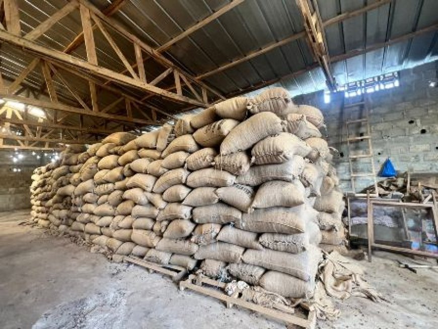 Le Cacao en souffrance dans l’Agnéby-Tiassa : Les producteurs lancent un appel pressant au Président Alassane Ouattara