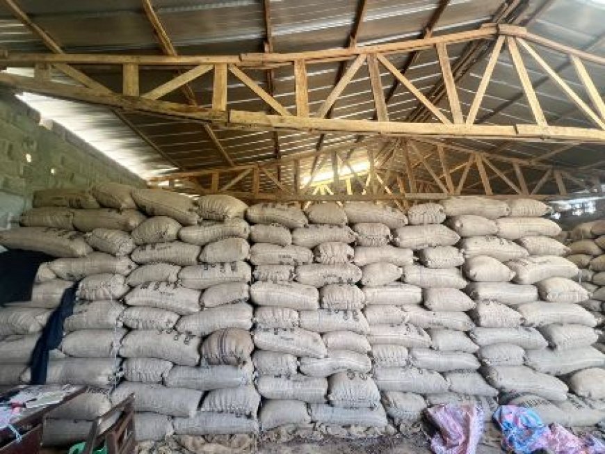 Le Cacao en souffrance dans l’Agnéby-Tiassa : Les producteurs lancent un appel pressant au Président Alassane Ouattara