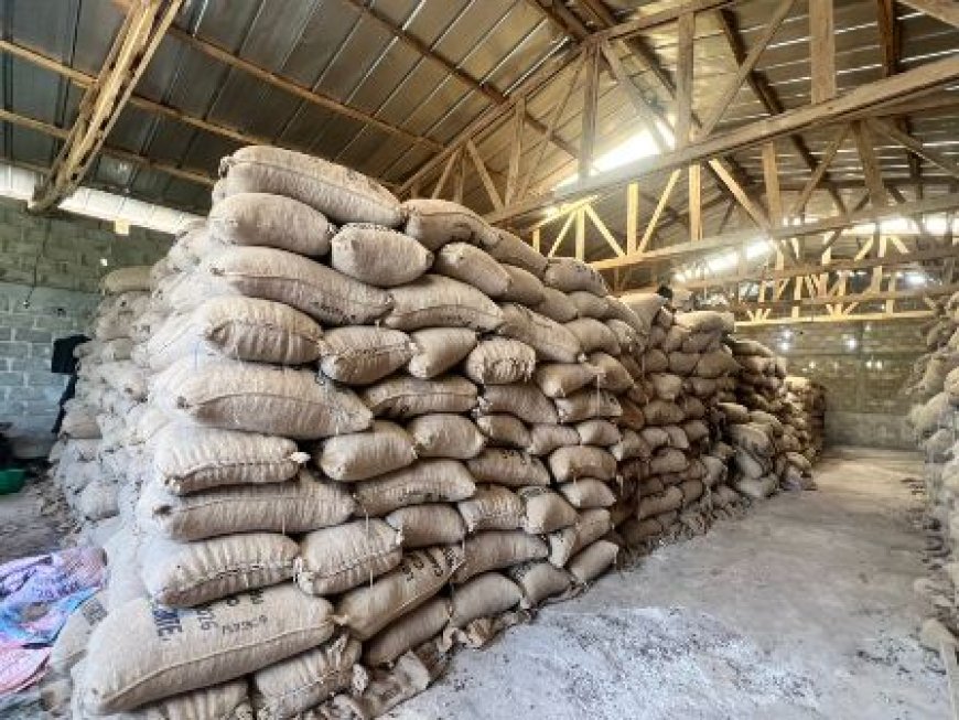 Le Cacao en souffrance dans l’Agnéby-Tiassa : Les producteurs lancent un appel pressant au Président Alassane Ouattara