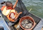 Pisciculture : À Bocabo et Buyo, le gouvernement révolutionne la vie des pêcheurs ivoiriens