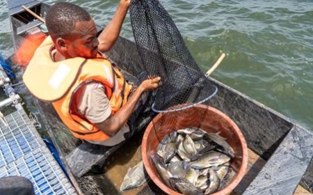 Pisciculture : À Bocabo et Buyo, le gouvernement révolutionne la vie des pêcheurs ivoiriens