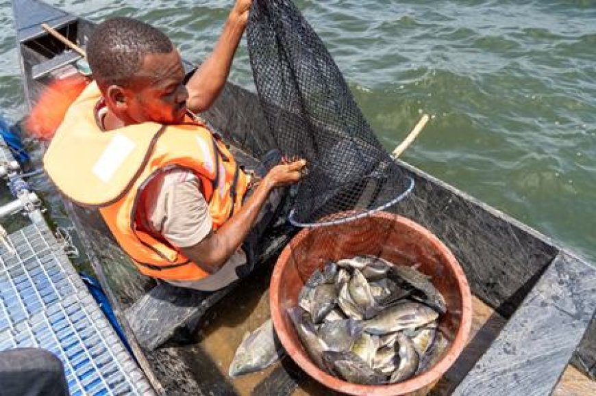 Pisciculture : À Bocabo et Buyo, le gouvernement révolutionne la vie des pêcheurs ivoiriens