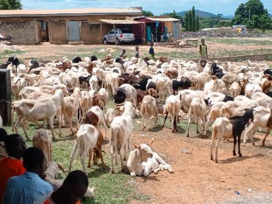 Séguéla / Foire de Tabaski : Le préfet rassure sur l’approvisionnement des moutons à toutes les bourses