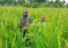 Yamoussoukro : Les acteurs du RIZAO et Les Moulins Blancs Gagnoa unissent leurs forces pour accélérer la souveraineté rizicole