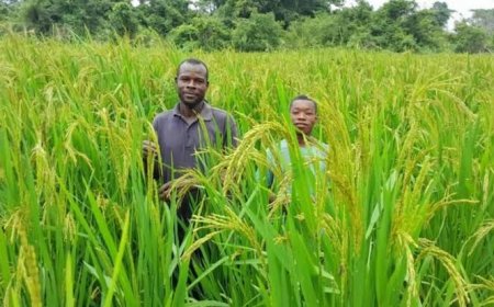 Yamoussoukro : Les acteurs du RIZAO et Les Moulins Blancs Gagnoa unissent leurs forces pour accélérer la souveraineté rizicole