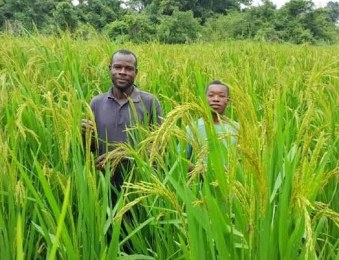 Yamoussoukro : Les acteurs du RIZAO et Les Moulins Blancs Gagnoa unissent leurs forces pour accélérer la souveraineté rizicole