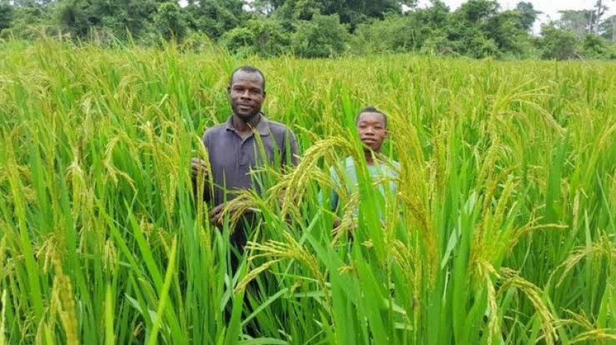 Yamoussoukro : Les acteurs du RIZAO et Les Moulins Blancs Gagnoa unissent leurs forces pour accélérer la souveraineté rizicole