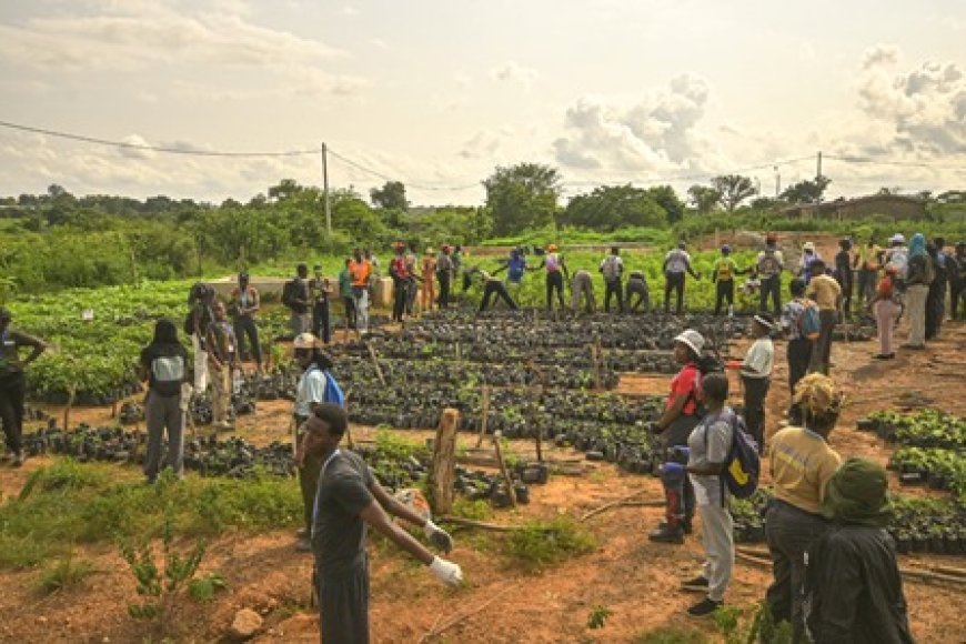 Reboisement à Kani : La Fondation Cœur Vert achève sa 21ᵉ édition sur un bilan positif de plus de 35 000 arbres plantés