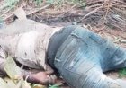Gagnoa / Drame à Yopohue : Un jeune de 21 ans retrouvé égorgé dans son champ