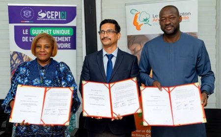 Filière cajou: Comment la Côte d'Ivoire veut capter 100% de la valeur de sa noix