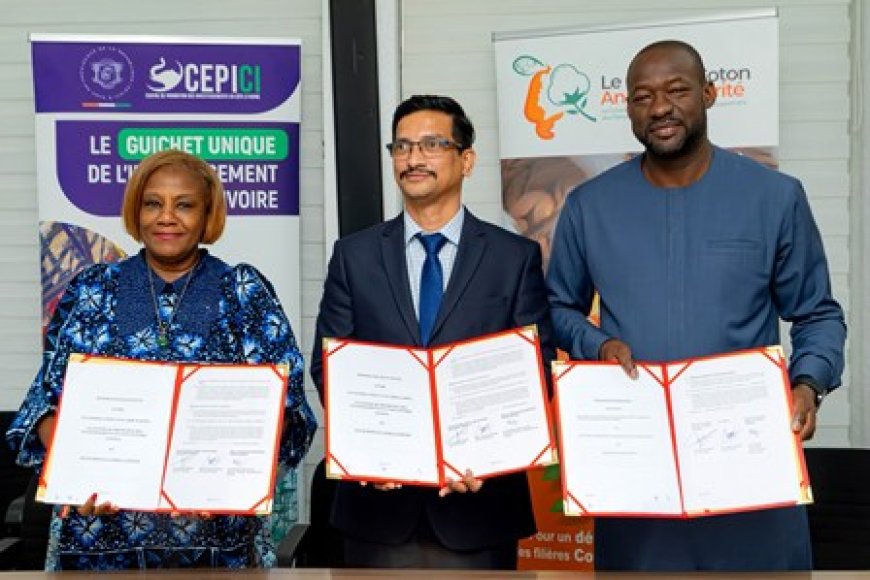 Filière cajou: Comment la Côte d'Ivoire veut capter 100% de la valeur de sa noix