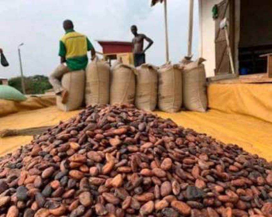 Entre cherté des fournitures et blocages du cacao : La double peine des parents-producteurs d’Ouragahio